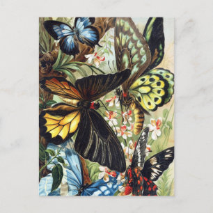 Vintage Insektendarstellung Postkarte