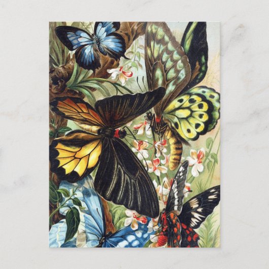 Vintage Insektendarstellung Postkarte (Vorderseite)