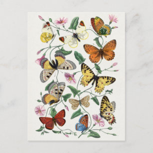 Vintage Insektendarstellung Postkarte