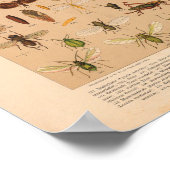 Vintage Insektenkunst Poster (Ecke)