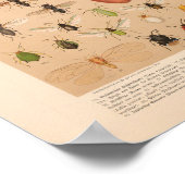 Vintage Insektenkunst Poster (Ecke)