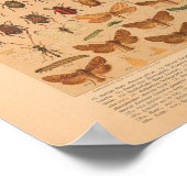 Vintage Insektenkunst Poster (Ecke)