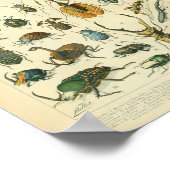 Vintage Insektenkunst Poster (Ecke)