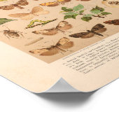 Vintage Insektenkunst Poster (Ecke)