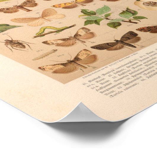 Vintage Insektenkunst Poster (Ecke)