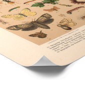 Vintage Insektenkunst Poster (Ecke)