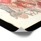 Vintage interne Anatomie Poster (Ecke)