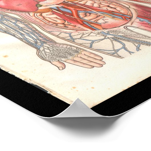 Vintage interne Anatomie Poster (Ecke)