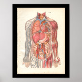 Vintage interne Anatomie Poster (Vorne)
