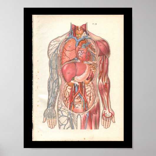Vintage interne Anatomie Poster (Vorne)