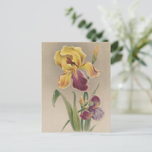 Vintage Iris-Blume Postkarte (Stehend Vorderseite)