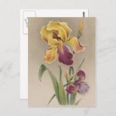 Vintage Iris-Blume Postkarte (Vorne/Hinten)