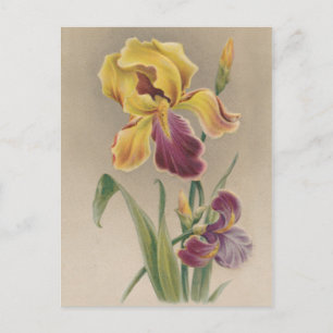 Vintage Iris-Blume Postkarte