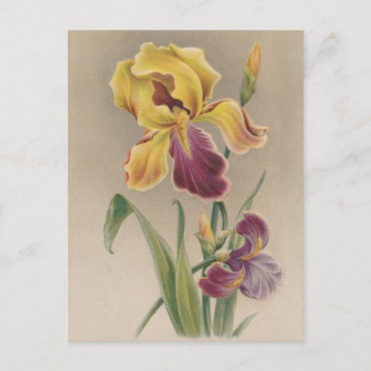 Vintage Iris-Blume Postkarte (Vorderseite)