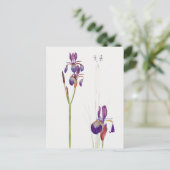 Vintage Iris Blume Postkarte (Stehend Vorderseite)