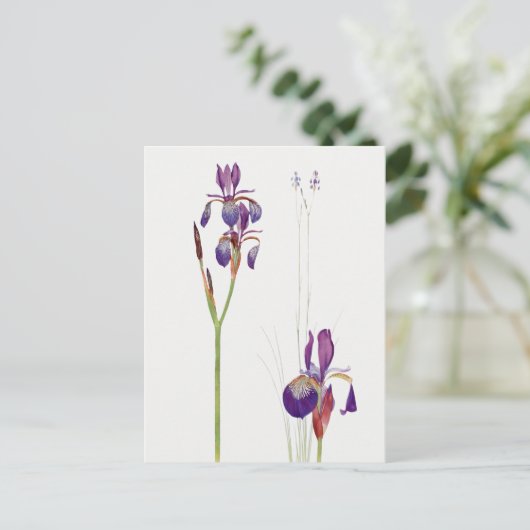 Vintage Iris Blume Postkarte (Stehend Vorderseite)