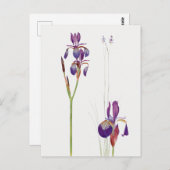 Vintage Iris Blume Postkarte (Vorne/Hinten)