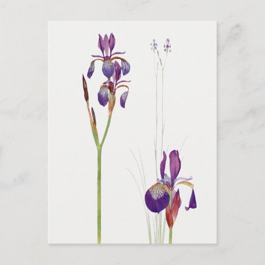 Vintage Iris Blume Postkarte (Vorderseite)