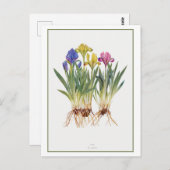 Vintage Iris Botanische Illustration Postkarte (Vorne/Hinten)