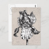 Vintage Iris Zeichnend Postkarte (Vorne/Hinten)