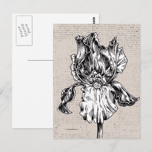 Vintage Iris Zeichnend Postkarte (Vorne/Hinten)