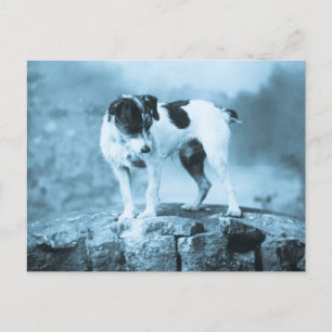 Vintage Jack Russell Cyan-Ton Postkarte
