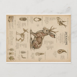Vintage Jackalope Anatomische Studie Wissenschaftl Feiertagspostkarte