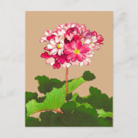 Vintage japanische Hydrangea. Rosa und Grün