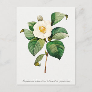 Vintage Japanische Kamelie Botanisch Postkarte