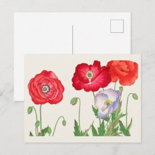 Vintage Japanische Mohn Botanische Kunst 1917 Postkarte