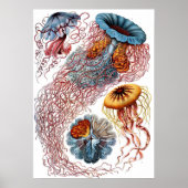 Vintage Jellyfish by Ernst Haeckel, Discomedusae Poster (Vorne)
