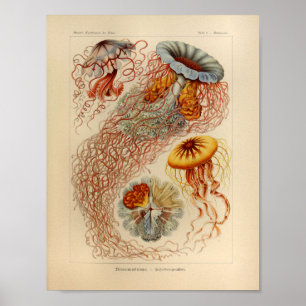 Vintage Jellyfish Farbe Ernst Haeckel Print Poster