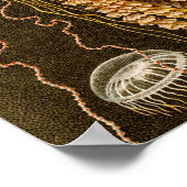 Vintage Jellyfish-Vorlage für Jelly-Fische Poster (Ecke)