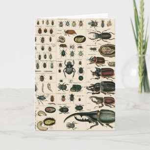 Vintage Käfer-Darstellung Karte