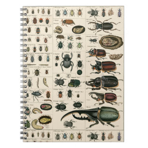 Vintage Käfer-Illustration Notizblock