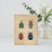 Vintage Käfer-Illustration Postkarte (Stehend Vorderseite)