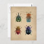 Vintage Käfer-Illustration Postkarte (Vorne/Hinten)