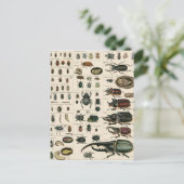 Vintage Käfer-Illustration Postkarte (Stehend Vorderseite)