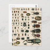 Vintage Käfer-Illustration Postkarte (Vorne/Hinten)