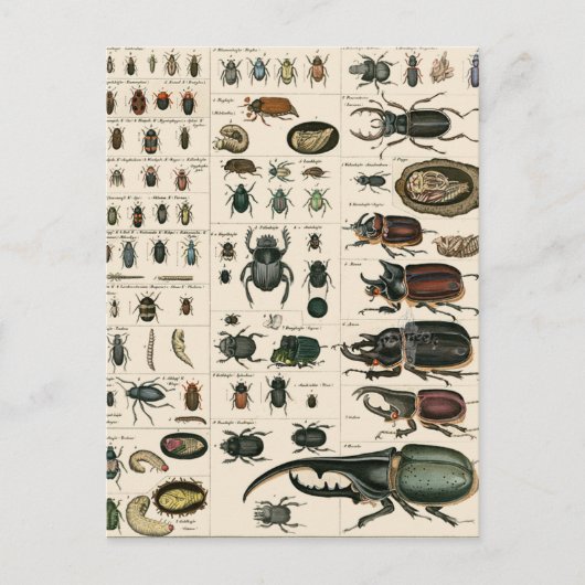 Vintage Käfer-Illustration Postkarte (Vorderseite)