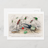 Vintage Käfer-Illustration Postkarte (Vorne/Hinten)