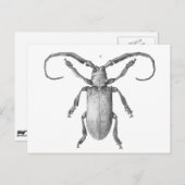 Vintage Käfer-Illustrationskarte Postkarte (Vorne/Hinten)