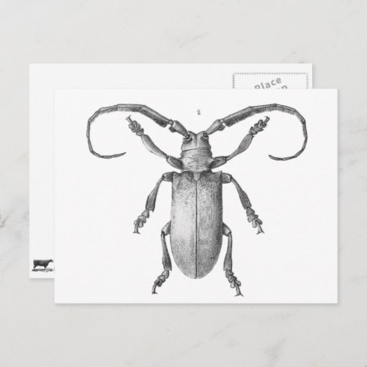 Vintage Käfer-Illustrationskarte Postkarte (Vorne/Hinten)