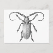 Vintage Käfer-Illustrationskarte Postkarte (Vorderseite)