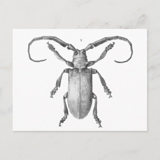 Vintage Käfer-Illustrationskarte Postkarte (Vorderseite)