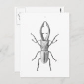 Vintage Käfer-Illustrationskarte Postkarte (Vorne/Hinten)