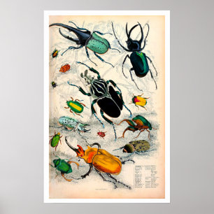 Vintage Käfer Print Poster