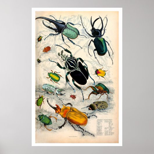 Vintage Käfer Print Poster (Vorne)