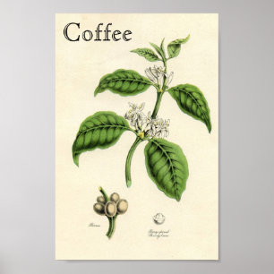 Vintage Kaffee-Pflanze Poster