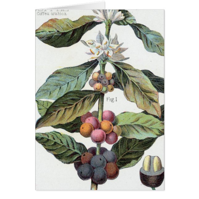 Vintage Kaffeebohnen (Vorne)